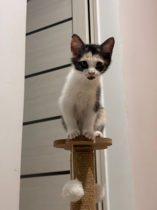 Отдам котенка в добрые руки (2 мес.)