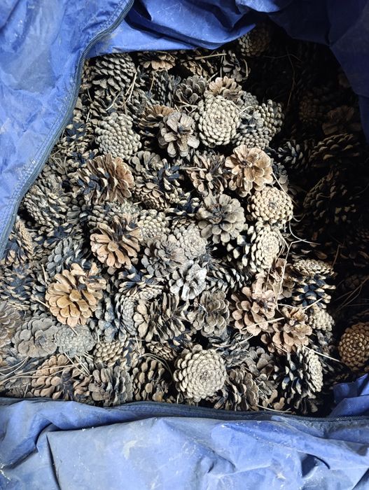 Шишки сосновые для копчения