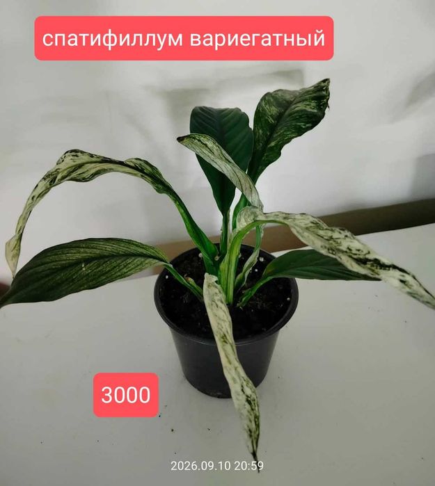 продам комнатные растения