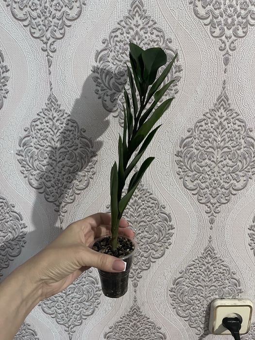 Комнатные Цветы. Цветы