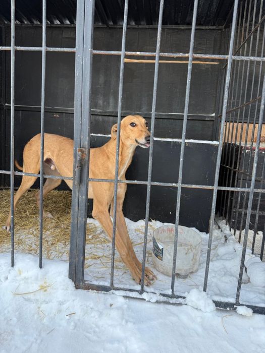 Грейхаунд борзая