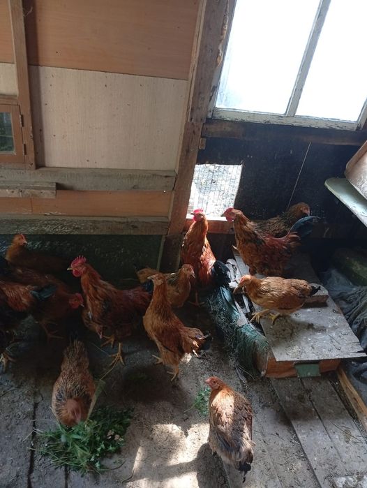 Продам цыплят Кучинских