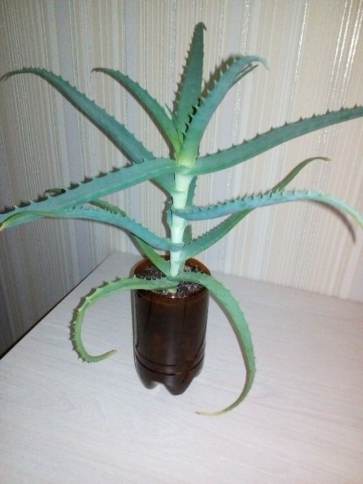 Продам цветок алоэ