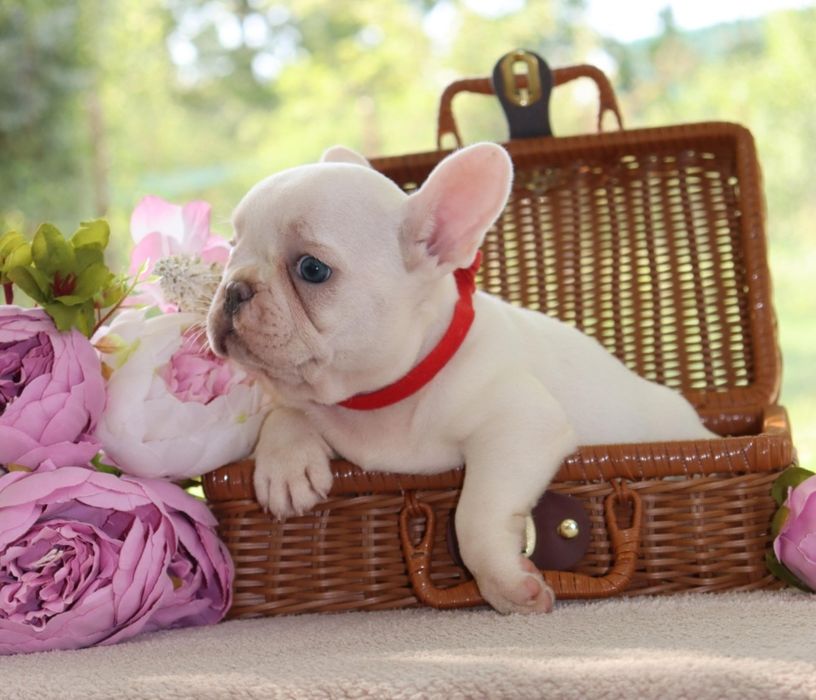 Кремовые малыши Премиум-класса!