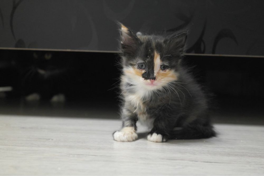 Отдам котят в хорошие руки