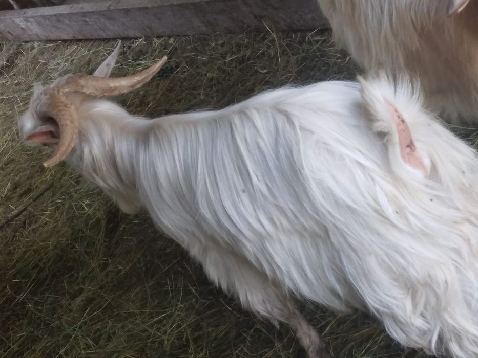 Vând țap de anul trecut