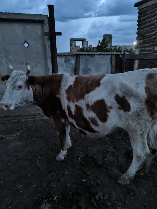 Продам дойную корову корова