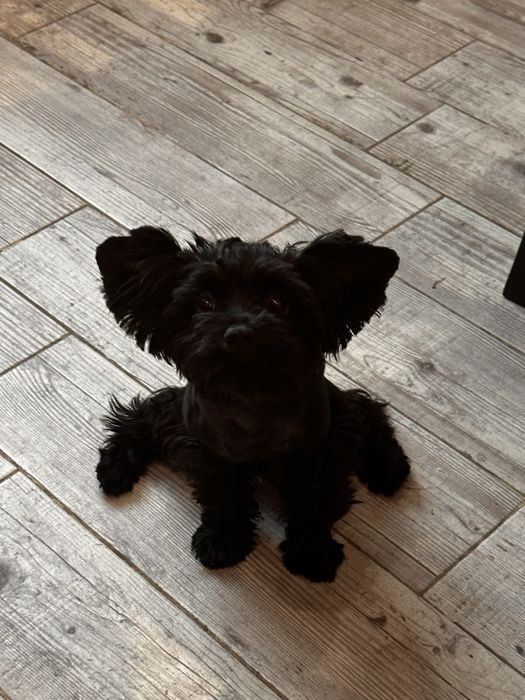 Йоркширский терьер щенок