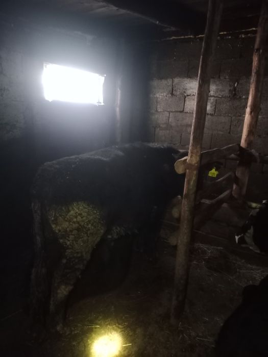 Продам бычков с откорма