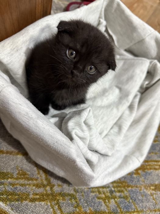 СРОЧНО! Шатланская