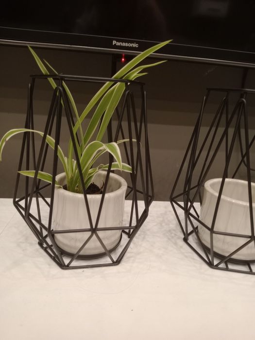 Зелени живи  растения в кашпи