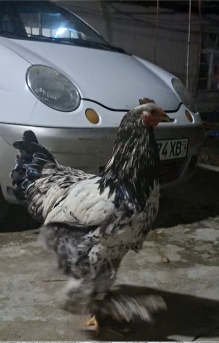 Brama horoz tochkali