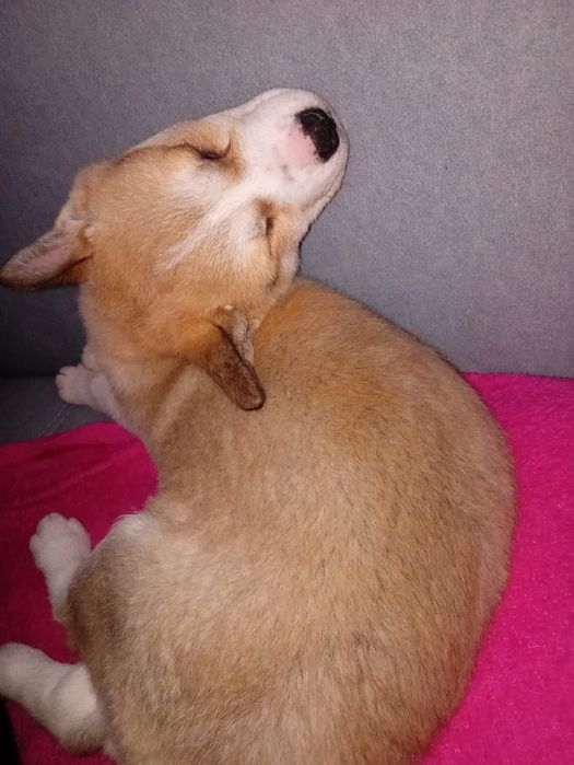 Donez cățelușa în vârstă de trei luni