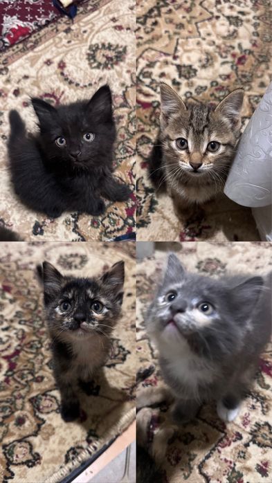 Mushuk bolalari yaxshi qo’llarga beriladi