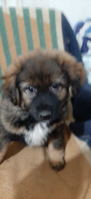 Отдам щенков только в добрые руки.