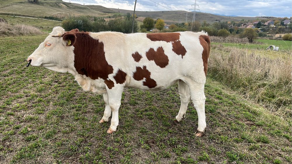 Vand 3 junici gestante