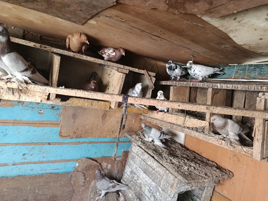 Продам голубей разных пород