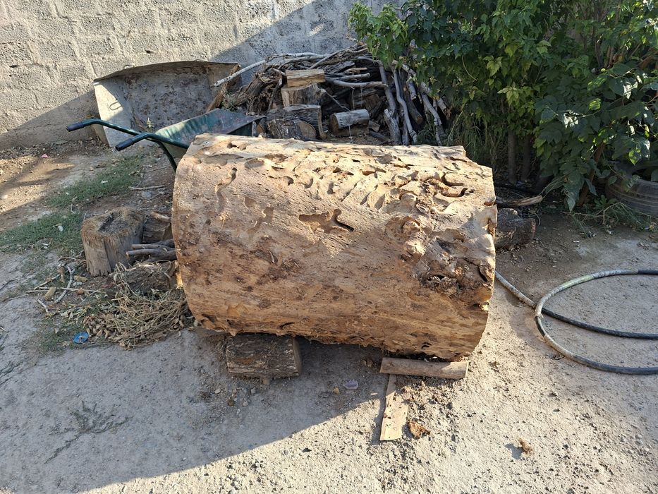 Продам рубочный пенек карагач