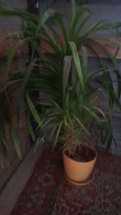 Продам куст пандамус