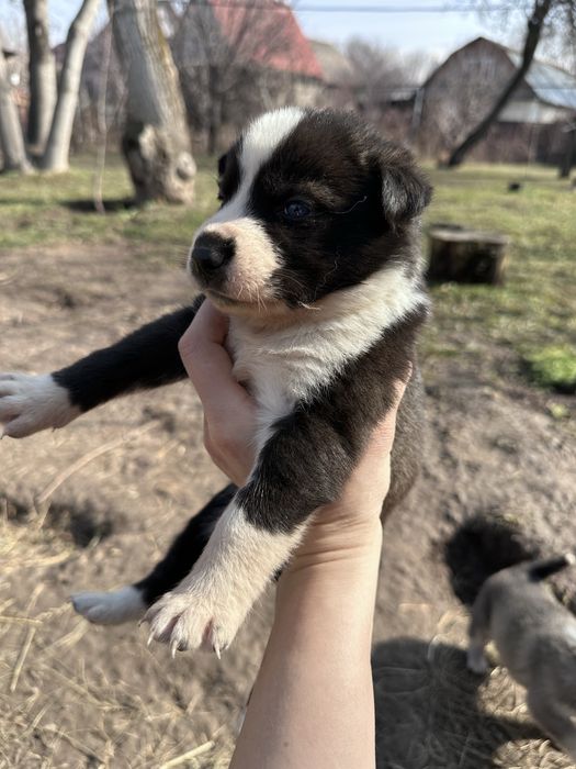 Щенки хаски ищут дом