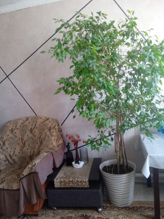 фикус Бенджамина