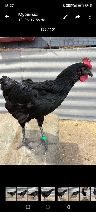 Кора шахзода 100% тозаси тухум ва жожа заказ оламиз