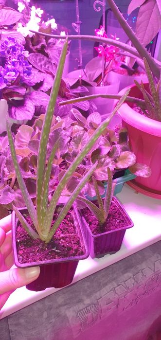 Саженцы фиалки , алоэ вера