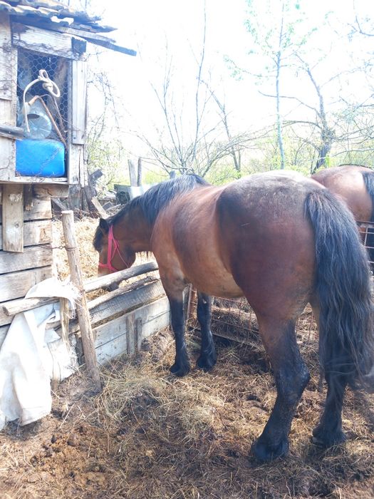 Vand cai de varsta mare