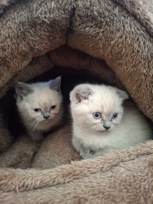 Катёнок Скотиш фолд. Скотиш страйт