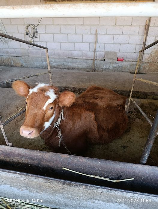 Продаю тёлку.  .