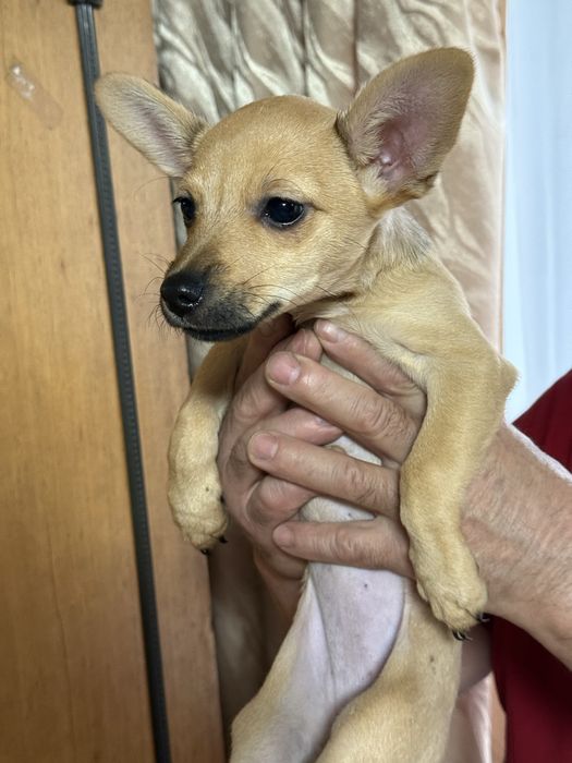 Продам той терьера девочку