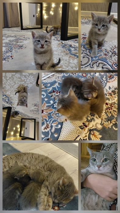 Котёнок в добрые руки