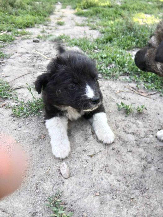 Căței de 2 luni de vânzare