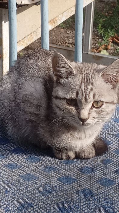 Отдам в хорошие руки кошечку .