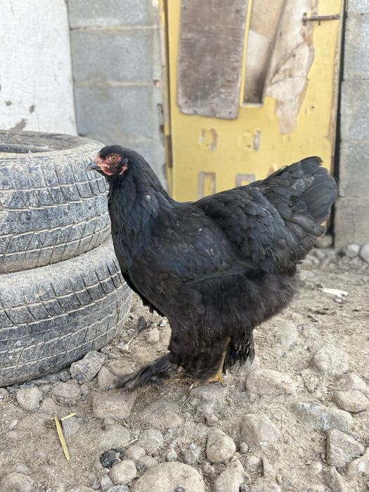 Черный брама продам семья