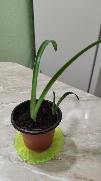 Продам цветы. Гипеаструмы