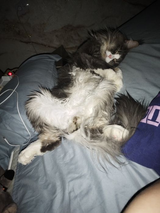 Продаю кота Мейн-Кун