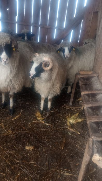 Vând /schimb berbecuț miel din primăvară