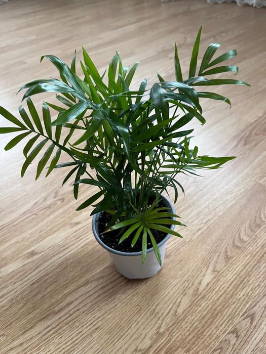 Комнатные цветочки