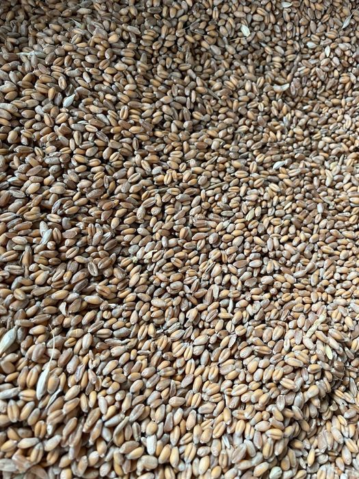 Grâu de vânzare.1,20 lei.