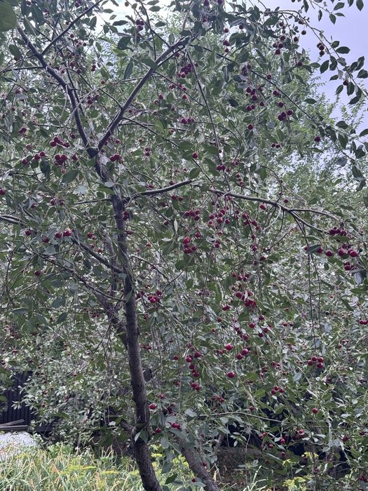 Вишня крупная продаю