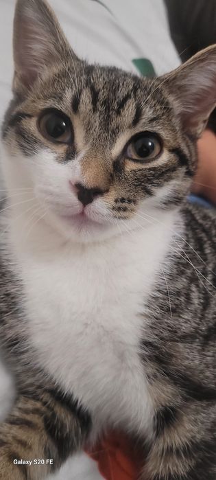 Кошка с котятой Кошки