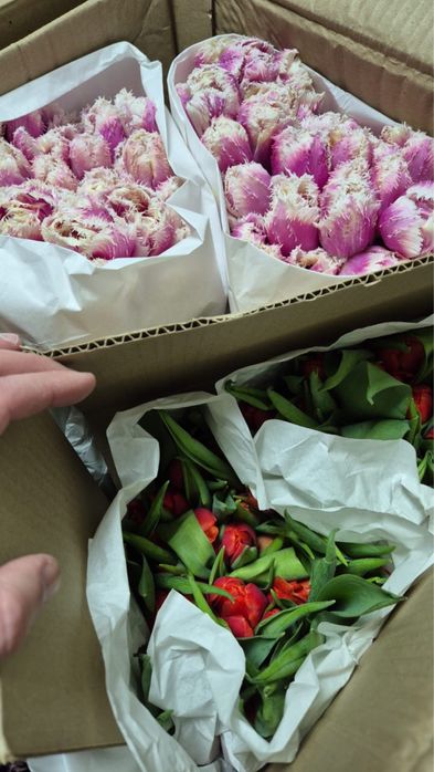 Тюльпаны на 8 марта