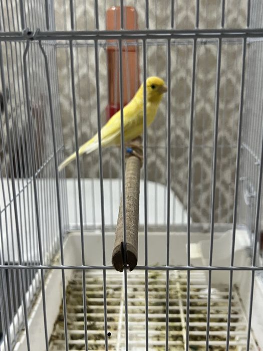 Kanareyka nar 1,5 yosh