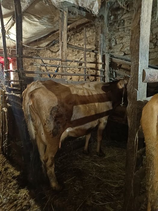 Продавам 40 броя крави