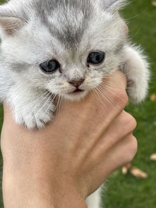 Котята порода шиншилл