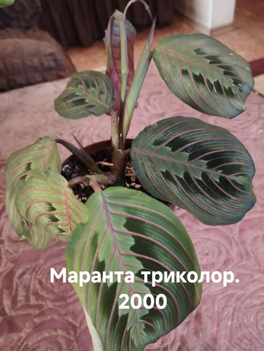Продам комнатные растения
