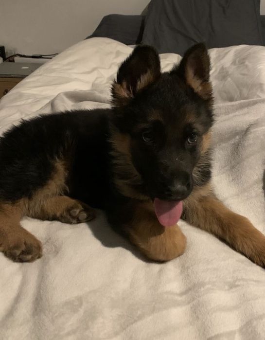 Ciobanesc German femelă – 8 săptămâni, sănătoasă și jucăușă