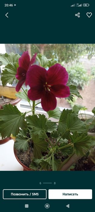 Продам комнатные цветы