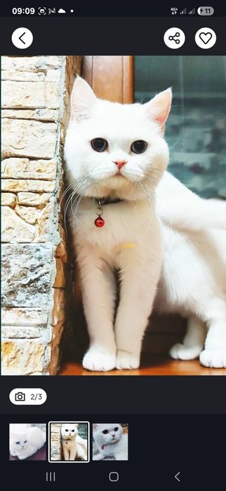 Здравствуйте продаются котята белинкие пушистые очень милые